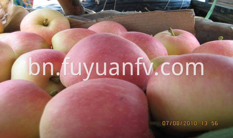 fresh gala apple 